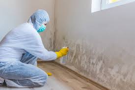 Environmental Consulting for Mold Prevention in Shenandoah, IA